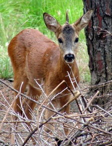 看似异常的鹿