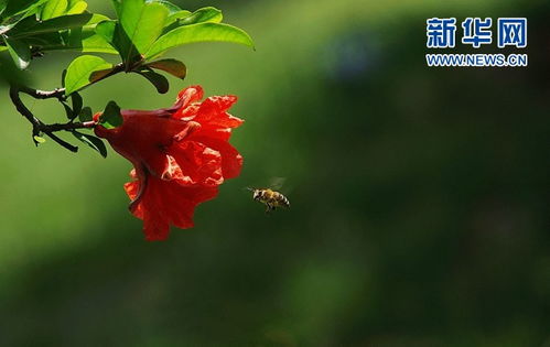 石榴花盛开在村庄中