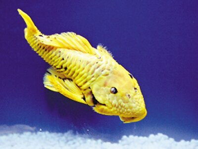 中国渔民屡次捕获‘间谍鱼’，背后竟隐藏如此惊天秘密！