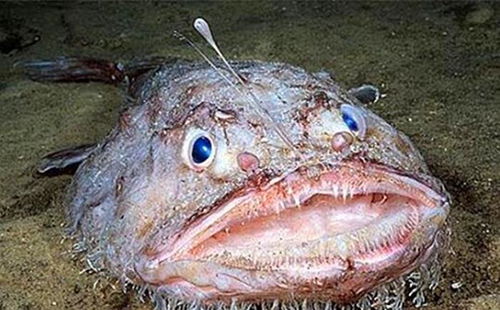 渔民屡次捕捞到‘间谍鱼’，背后真相令人震惊！