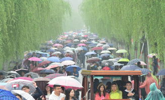 雨中西湖游客撑伞