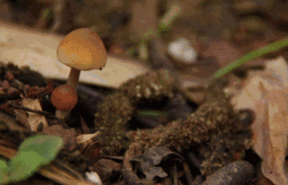 云南森林里的鸡枞菌