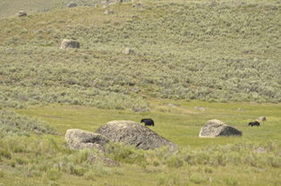青青草原牦牛群
