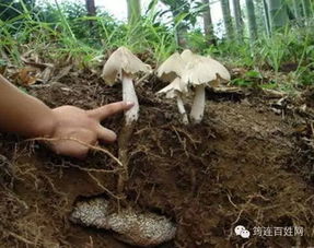 探寻神奇鸡枞菌：从云南到各地的独特魅力