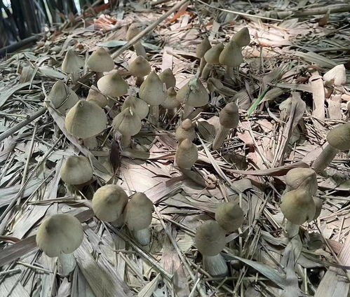 不同形态的鸡枞菌