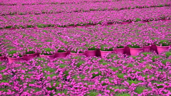 11岁抗癌女孩张佳萱离世，她的故事令人心碎