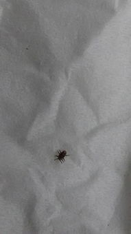 八旬网红徐姥姥被蜱虫咬伤住进ICU，背后故事令人揪心