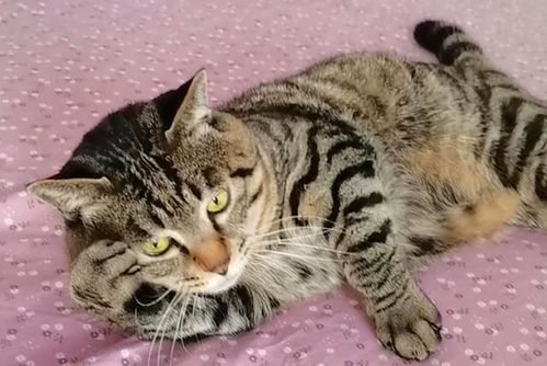 因主人欠款，3岁狸花猫险些被法拍，幸得拍卖被撤销！