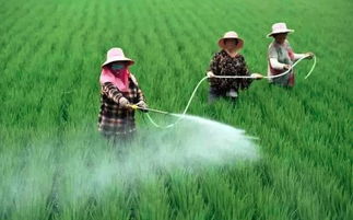 海南省农业农村厅厅长何琼妹被查，背后故事引关注！