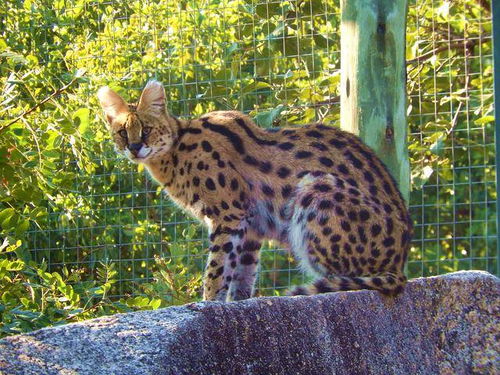 太原惊现&lsquo;豹景房&rsquo;，业主邀粉丝围观非洲豹上下班，园方称门票仅10元可近观