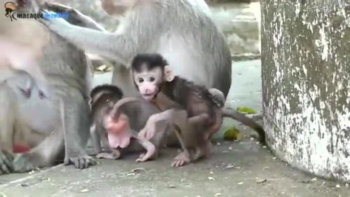 那英被猴子薅头发背后的故事