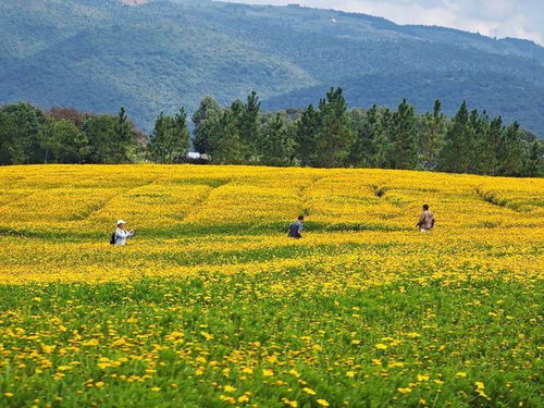 秋天的凉爽，你真的喜欢吗？