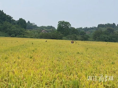 文化中国行之处暑：探寻秋收之美与汽车文化的奇妙碰撞