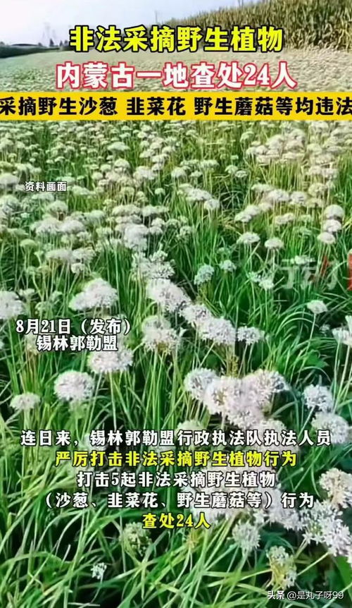 执法人员保护野生植物