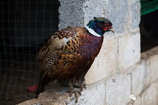 半只鸡售价1999元，上海这家餐厅到底有何底气？