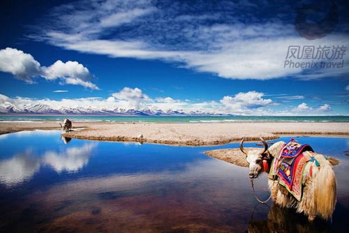 西藏草原上的牦牛群