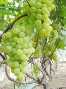 水果越甜是因'科技狠活'?真相大揭秘！