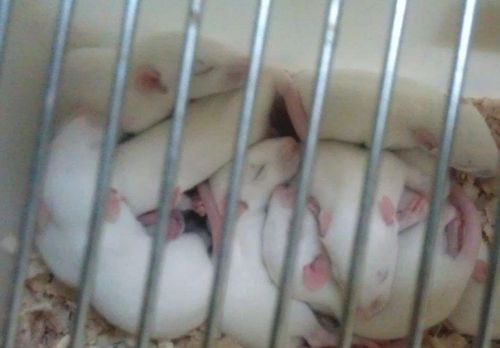 震惊！猪头离体50分钟竟奇迹般复活