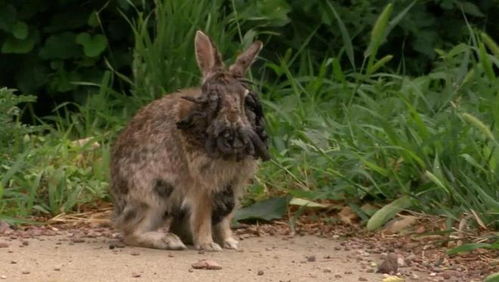 美国多地惊现‘变异动物’，触角兔、变异鹿吓坏众人！