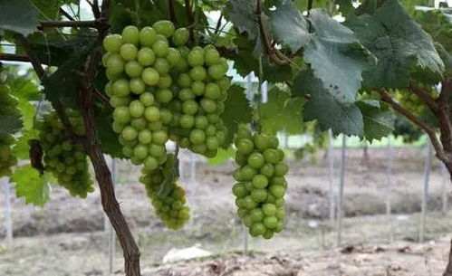 阳光玫瑰葡萄内部结构