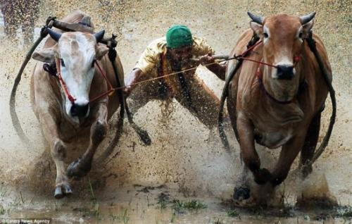 6头野猪横渡长江，背后故事真不少！