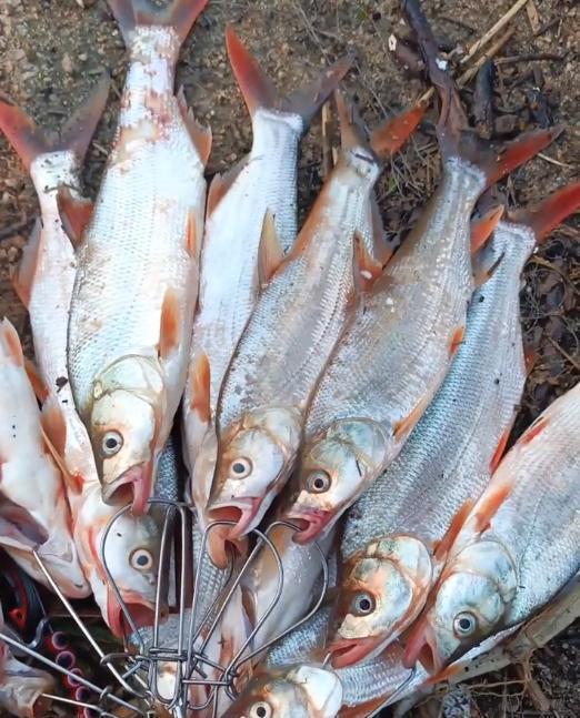 “中国钓王”邓刚再创奇迹，73斤花鲢震撼人心！