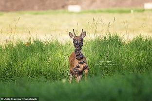 身上长满巨大疣体的鹿