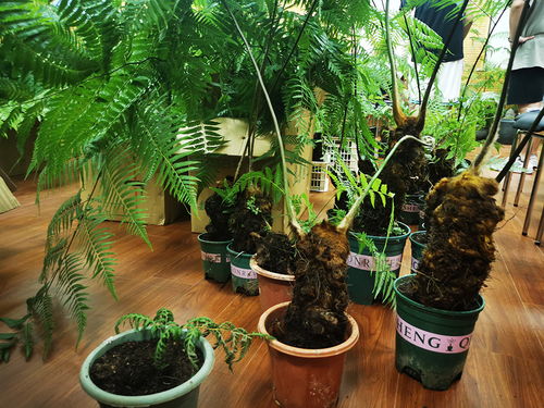 男子被友人送'金毛'吓到报警，竟然是国家二级重点保护植物！