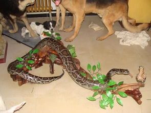 夫妻旅行归来惊魂一刻：家中变‘蛇窝’，网购盆栽惹祸端