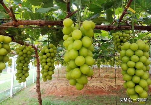 阳光玫瑰葡萄园