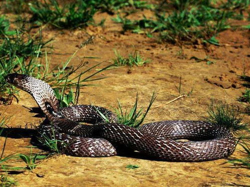 眼镜蛇趴在窗户上