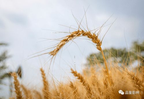 2025抖音夏日农友节：一场别样的田园狂欢