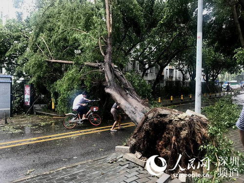 街道上倒伏的树木