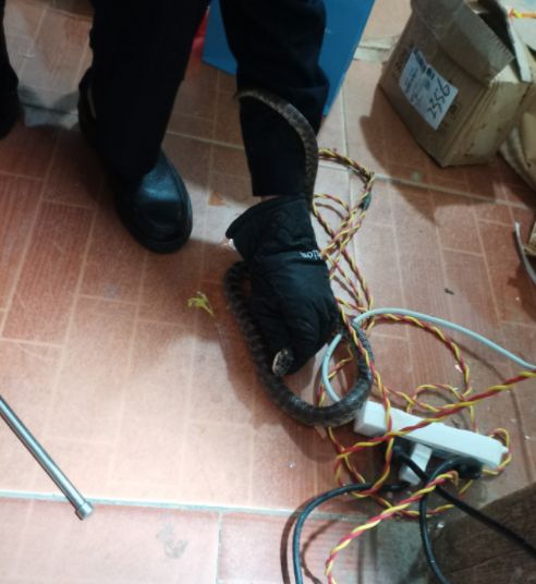 物业回应小区蛇患：到处可见却难以解决？