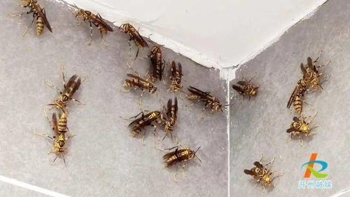 一群正在攻击的马蜂