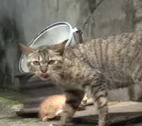 四川某小区欲扑杀流浪猫？背后真相令人深思！