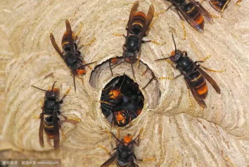 老人捅马蜂窝被蛰百次不幸去世，背后真相令人揪心