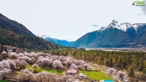 西藏桃源人家的幸福密码大揭秘！