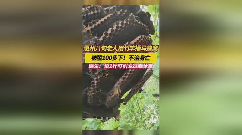 惠州八旬老人捅马蜂窝遭致命攻击，警示背后的故事