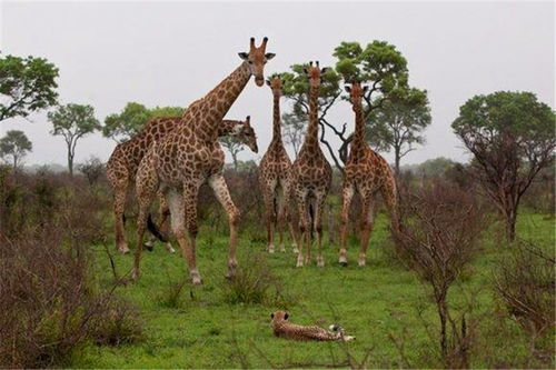 长颈鹿群