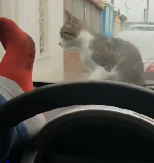 一家四口自驾遇险，路人英勇踹窗救人