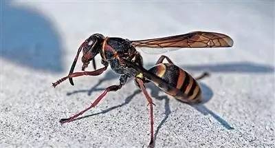 马蜂体型大