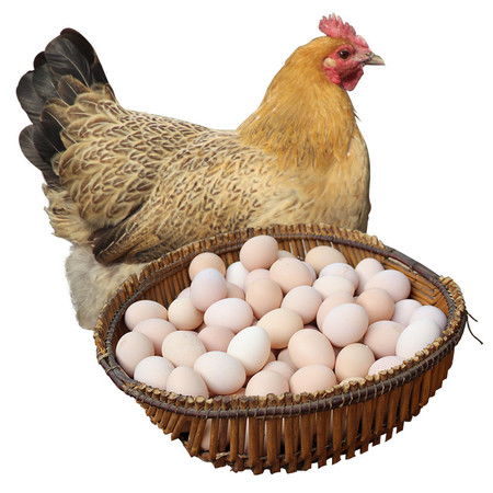 柴鸡蛋招新背后的那些事儿