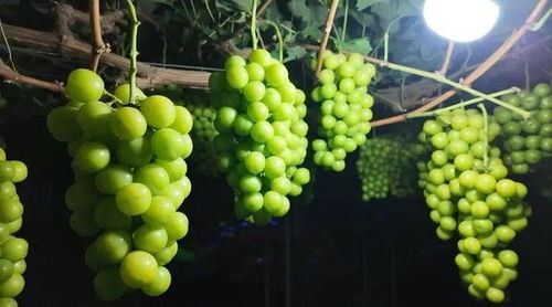 曾经高价的阳光玫瑰葡萄