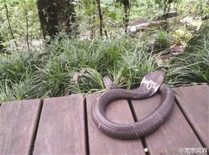 广东某小区蛇患肆虐，居民惶恐不安，物业积极应对却难除根源