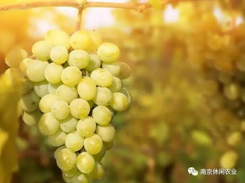 阳光玫瑰价格暴跌，从‘葡萄爱马仕’沦为‘阳光没贵’？