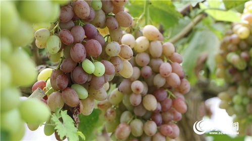 不同品质阳光玫瑰葡萄对比