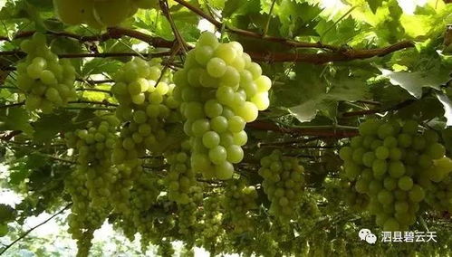 精心挑选的阳光玫瑰葡萄