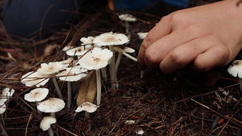 去云南深山探寻美味菌子之旅