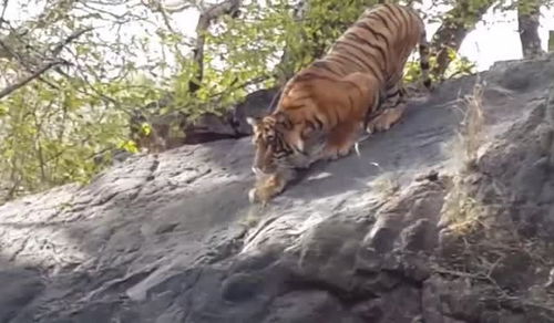 猫咪误入虎园惨遭捕食，背后真相令人细思极恐！